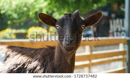 Baby stud goat goat on a farm