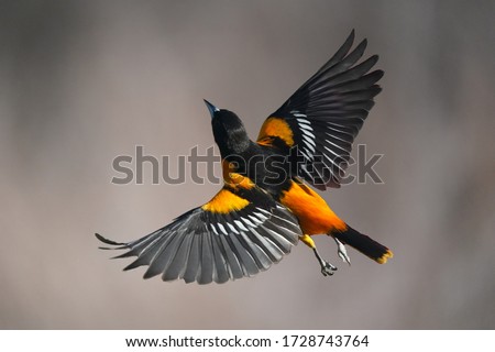             Baltimore Oriole male in flight
                    Royalty-Free Stock Photo #1728743764