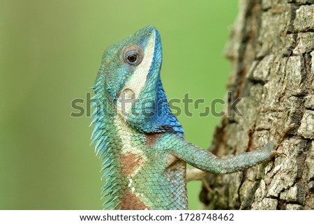 Close up head of Indo-chinese forest blue lizard, showing beautiful velvet and bright scales of retiles found in Thailand forest