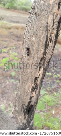 Wild Camponotus herculeanus ant in focus background blur shallow depth of field