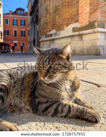 A cat on the streets of Venice, Italy
