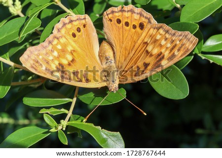 Hackberry Emperor butterfly (Asterocampa celtis) resting on a lush green bush.  Royalty-Free Stock Photo #1728767644
