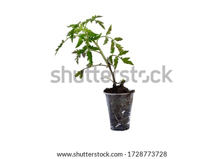 Young tomato seedlings with ground in a glass on a white background