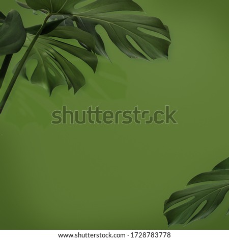 Tropical monstera palm leaves  summer  background 