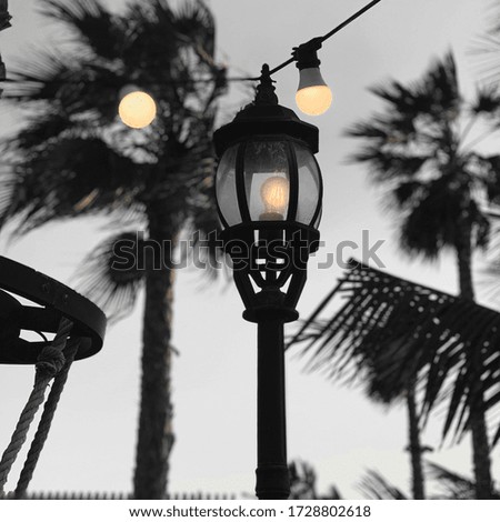 street light with palms and trees