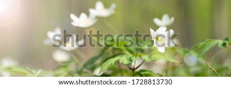 Detail of wood anemones in the forrest with backlight creating an idyllic mood