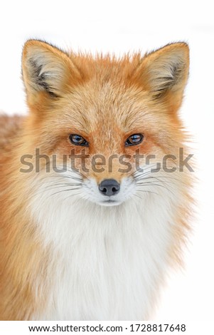 Portrait Red Fox, Vulpes vulpes, beautiful animal on white background. Wildlife nature