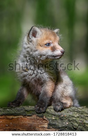 Red fox, vulpes vulpes, small young cub in forest on branch. Cute little wild predators in natural environment. Wildlife scene from nature