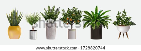 Set of vector realistic detailed house or office plant for interior design and decoration.Tropical and Mediterranean plant for interior decor of home or office Royalty-Free Stock Photo #1728820744