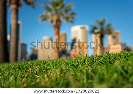 Green grass lawn close-up with modern skyscrapers on the background. 