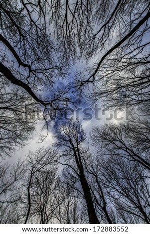 Trees in a forest, profiled on dramatic cloudy sky
