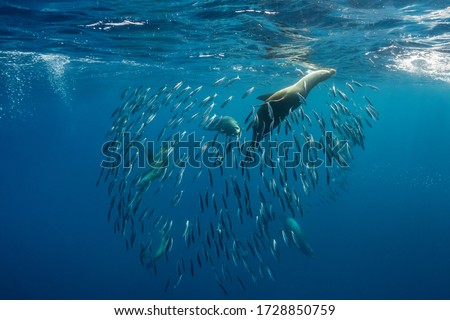 California Sea Lions feeding on a sardine bait ball, Baja California, Mexico.