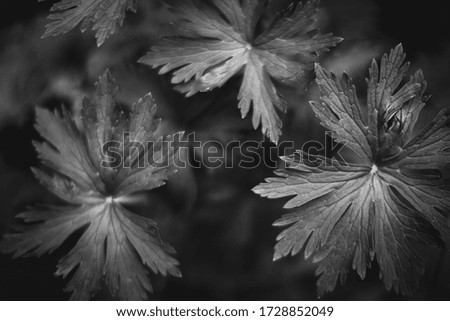 Natural background from plants, leaves texture