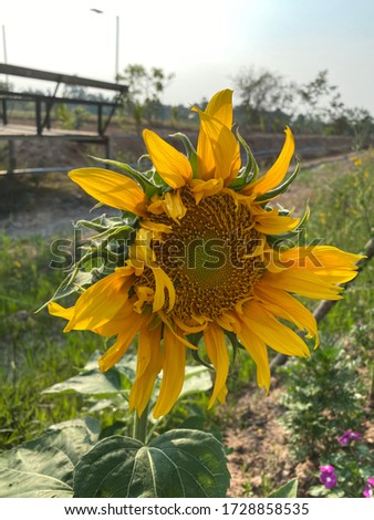 sun flowers blossom, yellow sunflower in the field
