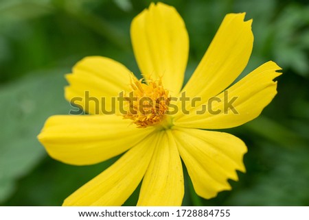 Close up Cosmos flower in garden. Selective focus.