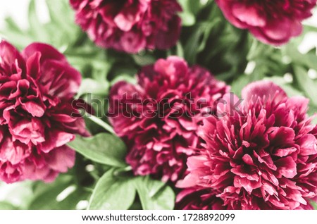 Floral background. Bouquet of red peonies. Selective focus. Spring and summer background.