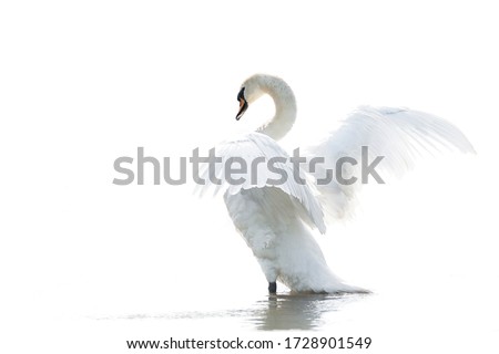 Mute Swan (Cygnus olor) ready to take off with wings spread. Reflection on a white background. White swan high key picture. Royalty-Free Stock Photo #1728901549