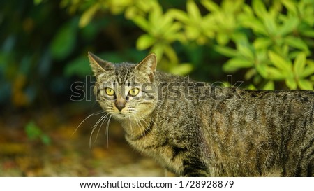 The cute wild cat playing in the garden with the warm sunlight