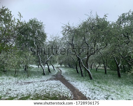 Apple garden in may, snowing in the spring, Vilnius. Snow in the spring in May at Vilnius. Nature on snowing day. Climate changer. Environment concept