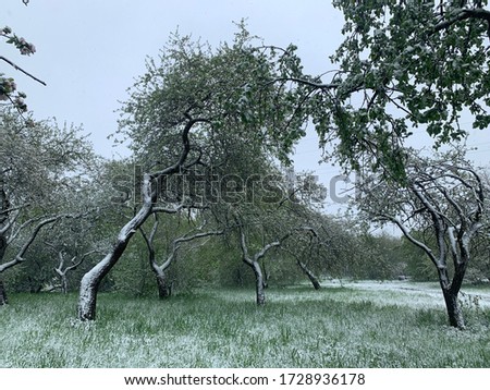 Apple garden in may, snowing in the spring, Vilnius. Snow in the spring in May at Vilnius. Nature on snowing day. Climate changer. Environment concept