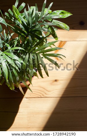 hamedorea flower stand on wooden floor in sunlight with shadow from leaves. Green palm tree branches in daylight. view from above vertical