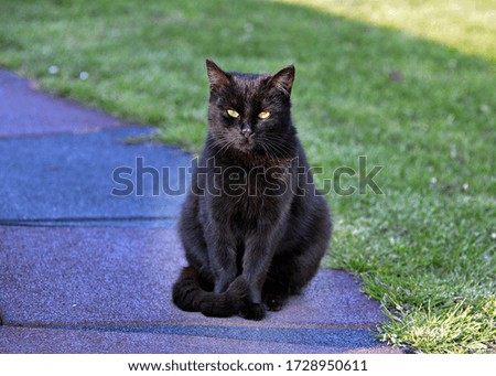 Beautiful, black cat outdoors alone