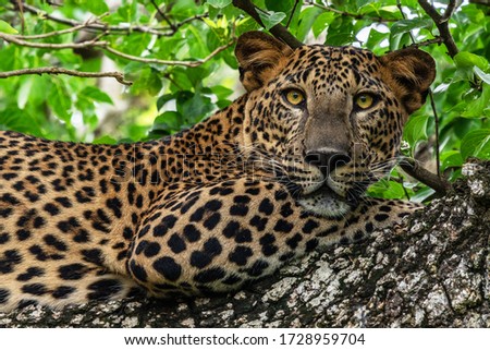 Leopard wild panther animal laying on the tree in jungle, Yala National Park, Sri Lanka 