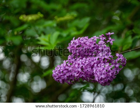 Lilac Syringa microphylla bush in spring garden. Close-up of pink-purple syringa bloom. Nature concept for design. 