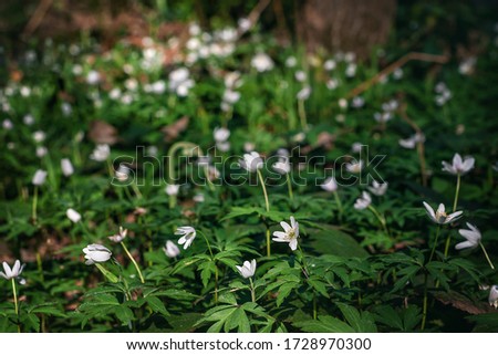 Forest flowers background. White little spring flowers. Blurred background. Selective focus