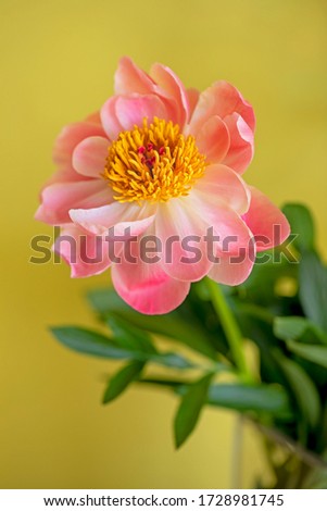 Colourful pink Peony in Springtime