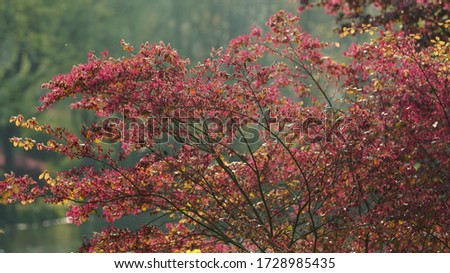 The spring tree full of the fresh red leaves on them