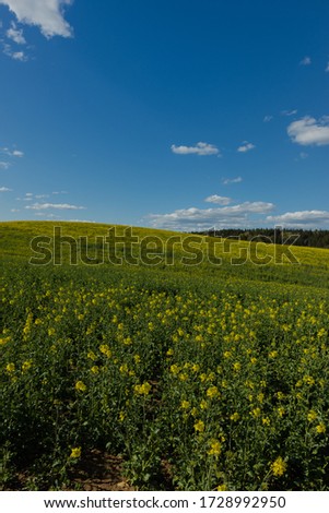 Summer landscape, a field with blooming rapeseed and a blue sky with clouds, bright yellow flowers.