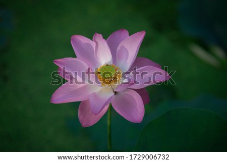 Beautiful pink waterlily or lotus flower in the morning