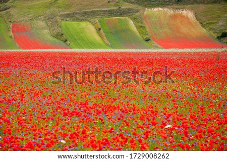 Early morning mist covers partially a colorful flowers blooming that creates a beautiful green, red and yellow patterns. Piano Grande Castelluccio di Norcia, Italy - July 2016