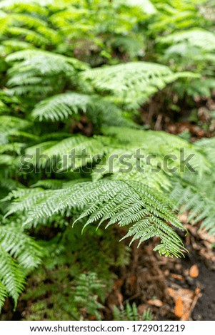 Ferns in the forest of a volcanic island. Close up of beautiful green growing ferns in the forest