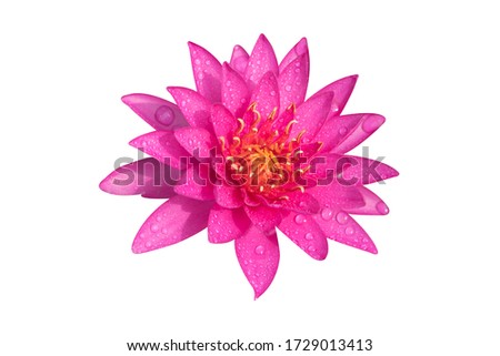 Vibrant pink lotus flower with water drop isolated on a white background isolated with clipping path. Close-up of a single flower in the nature for design.