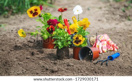 Planting flowers in the garden. Selective focus Nature.