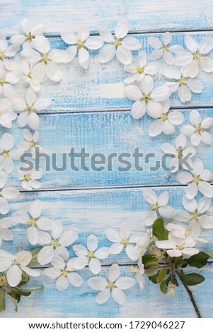 Frame made of flowers on blue bright background, flat lay, top view. Spring concept. Pattern with space for text box