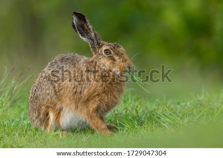 European hare (Lepus europaeus) is an adorable furry mammal living in the fields. Detailed portrait of a wild cute hare sitting and eating grass with soft green background. Czech Republic