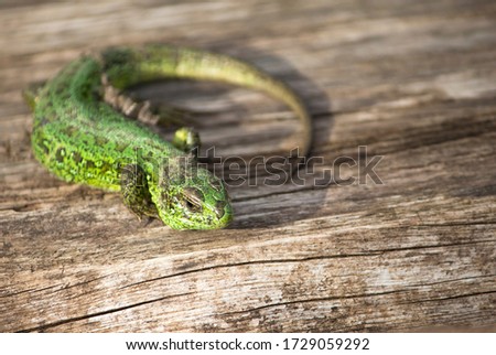 a close up of a green lizard curled into a ring on the wooden surface