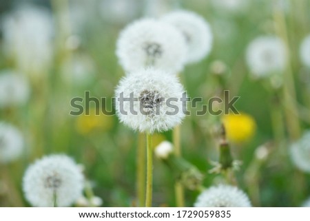blossom dandelions at the spring mood, with blurry green background. close up