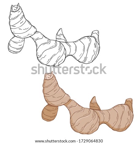 Vector illustration of black line and colorful galangal root isolated on white background Royalty-Free Stock Photo #1729064830