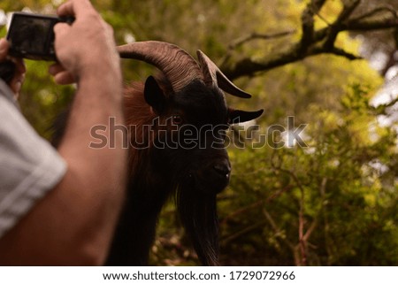 Goat and man taking picture in wildlife.