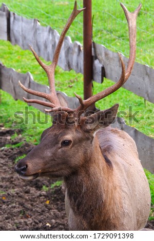 Close-up portrait of a deer with horns in the corral on a background of green grass. Deer farm