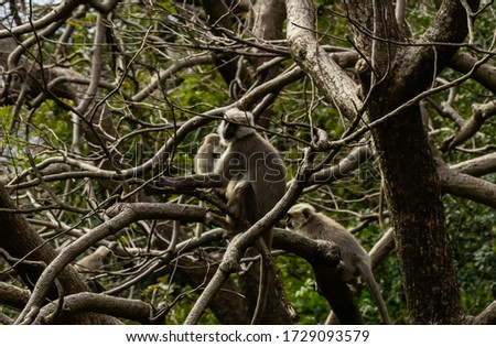 close up shot of gray langurs sitting on tree branches and blurr