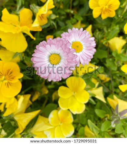 Pink forget-me-nots on a background of yellow pansies.