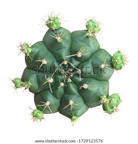 Cactus on white background ,Gymnocalycium , Astrophytum asterias