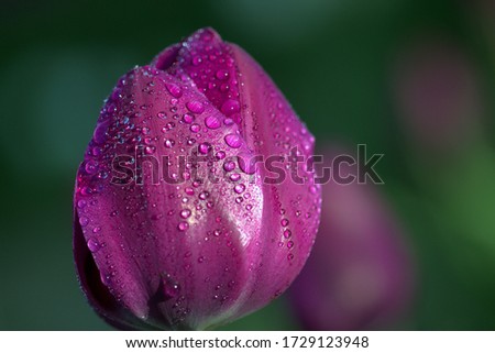 Purple tulip themes after the rain.
