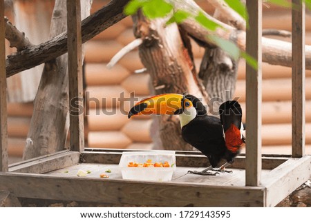 Toucan sits on the feeder and eats carrots