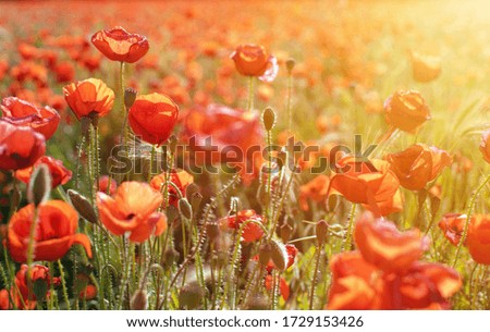 Sunset over field with Red poppies